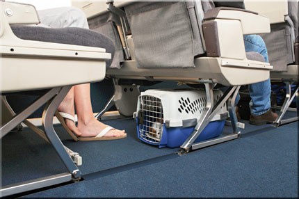 10 consejos para viajar con mascotas en el avión