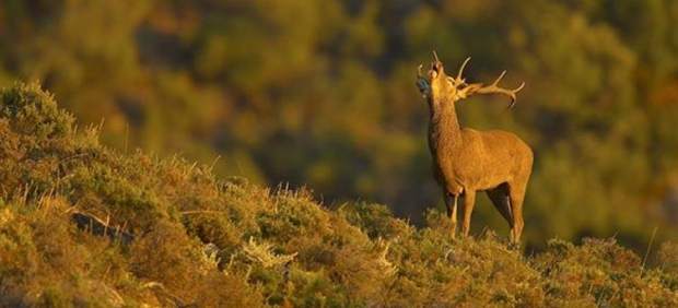 La berrea del ciervo abre el otoño en los bosques españoles