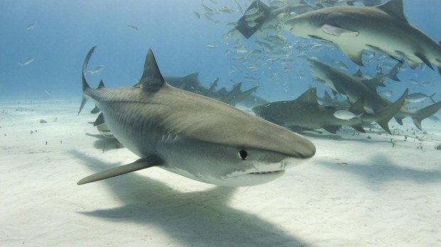 Los mejores lugares del mundo para ver tiburones