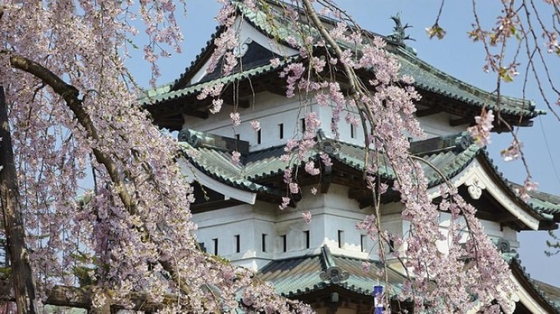 Cuándo se puede ver la espectacular floración del cerezo en Japón