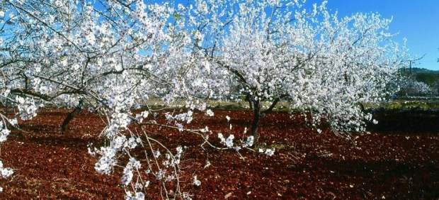 Los almendros en flor ya deslumbran en el Algarve portugués